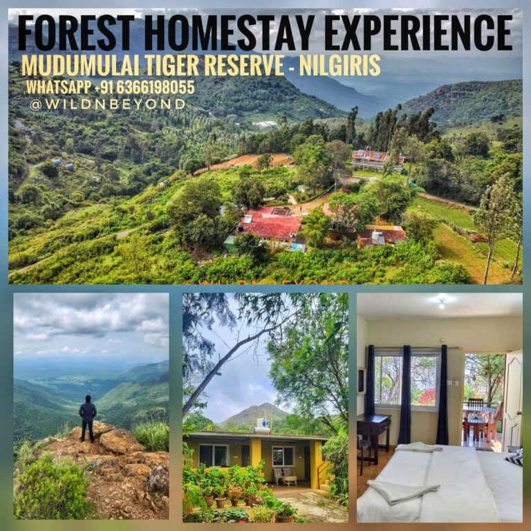 Forest Home Stay Experience